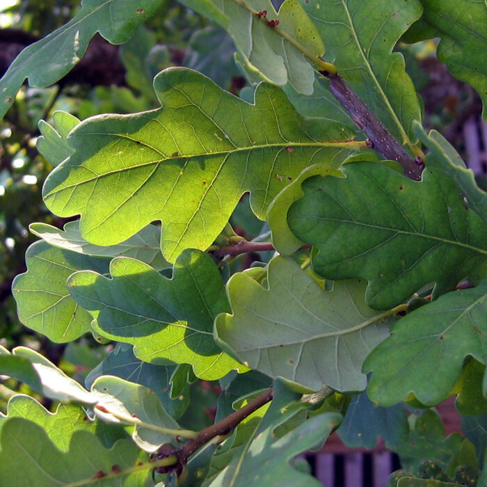 Foglie di quercia verdi e lobate su un ramo
