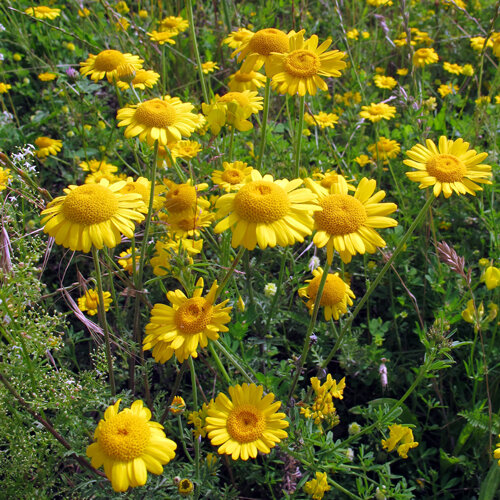 Camomilla dei tintori (Anthemis tinctoria) con fiori giallo brillante