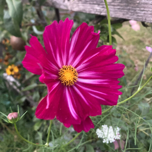 Fiore di cosmea (Cosmos bipinnatus) color magenta con centro giallo