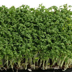 Crescione fitto con sottili steli chiari