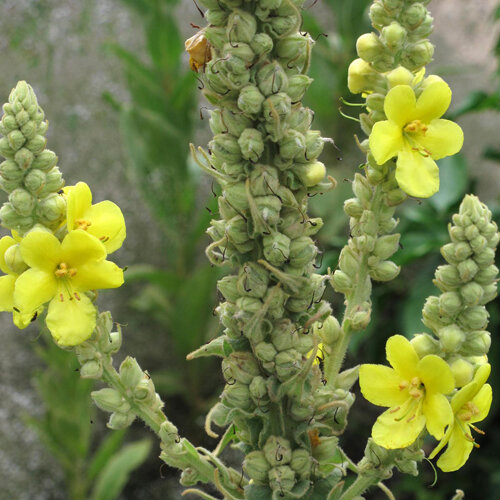 Verbasco con fiori gialli su alte spighe fitte di boccioli