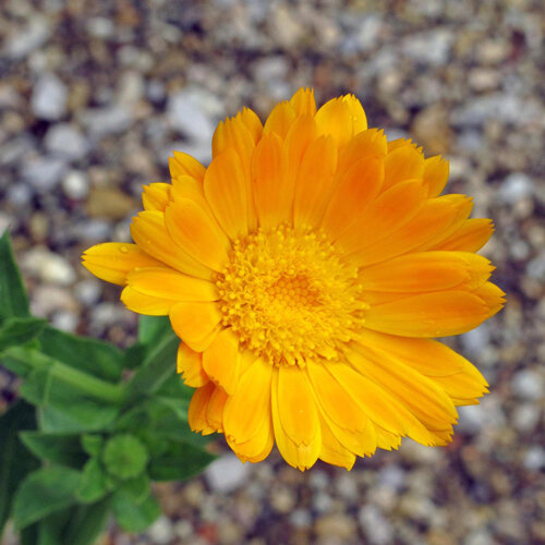 Calendula (Calendula officinalis) con fiore doppio giallo arancio