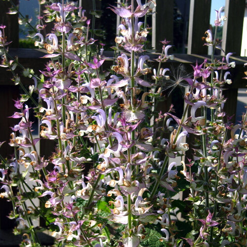 Salvia sclarea in fiore con spighe rosa e bianche