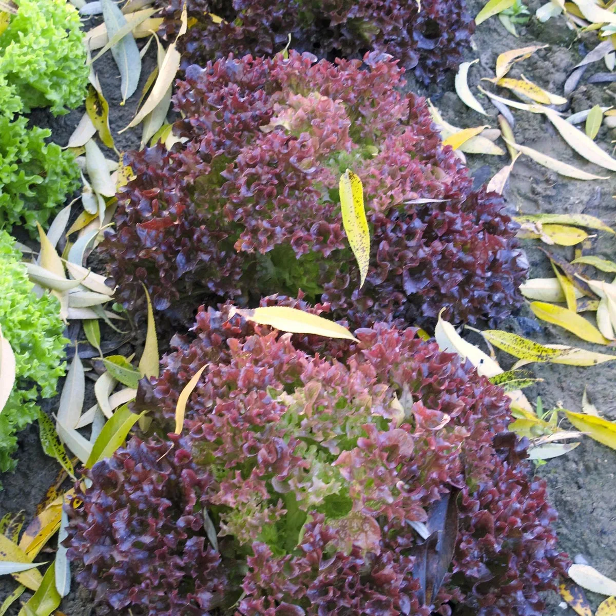 Pflücksalat 'Lollo Rosso' (Lactuca sativa var. crispa) Samen