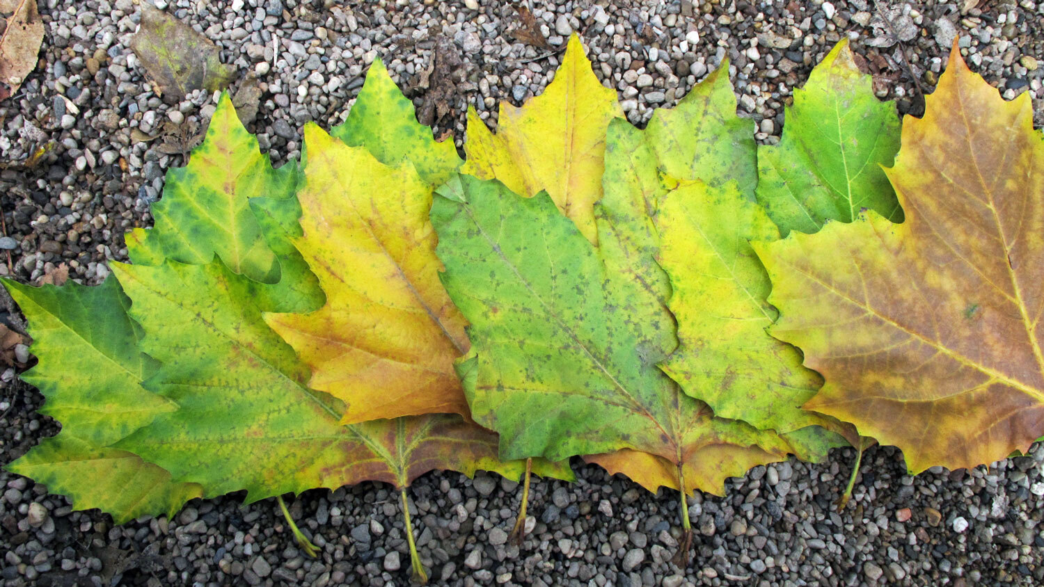 Foglie autunnali colorate verdi, gialle e marroni disposte in fila sulla ghiaia