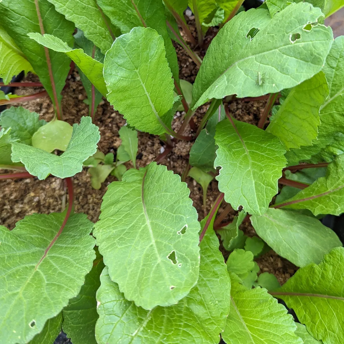Radieschen 'Rote Riesen' (Raphanus sativus) Samen