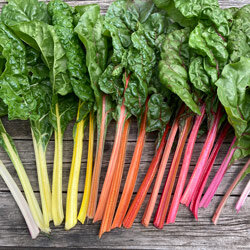 Bietole da coste appena raccolte con coste bianche, gialle, arancioni e rosa