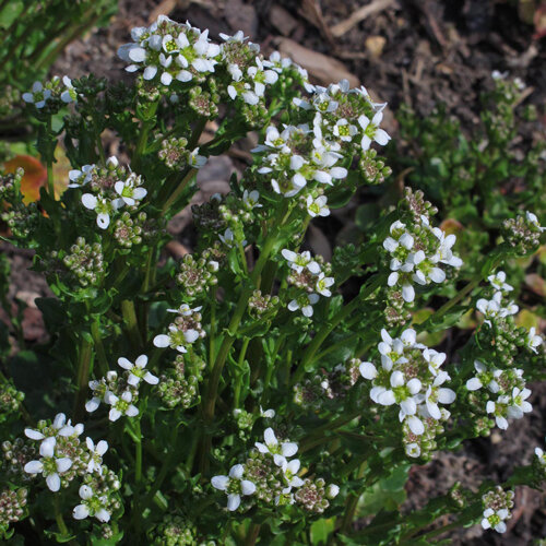 Coclearia con piccoli fiori bianchi e foglie carnose