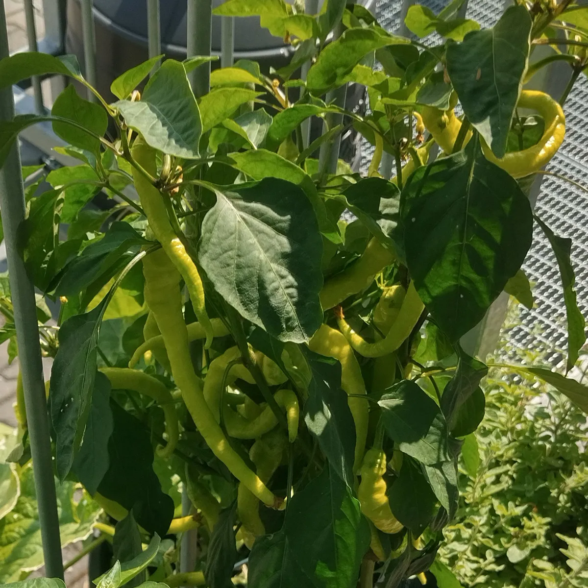Peperoni 'Lombardo' / 'Lunga Sigaretta' (Capsicum annuum) Samen