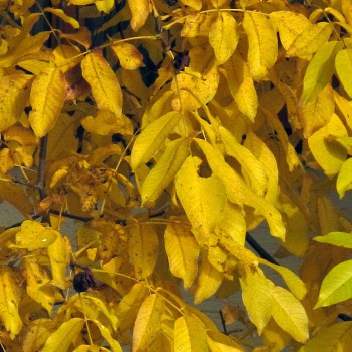 Foglie di noce ingiallite in autunno