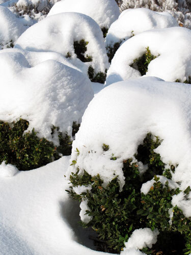 Arbusti sempreverdi potati a sfera sotto un pesante strato di neve