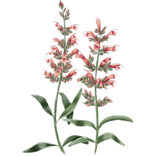 Varietà di agastache