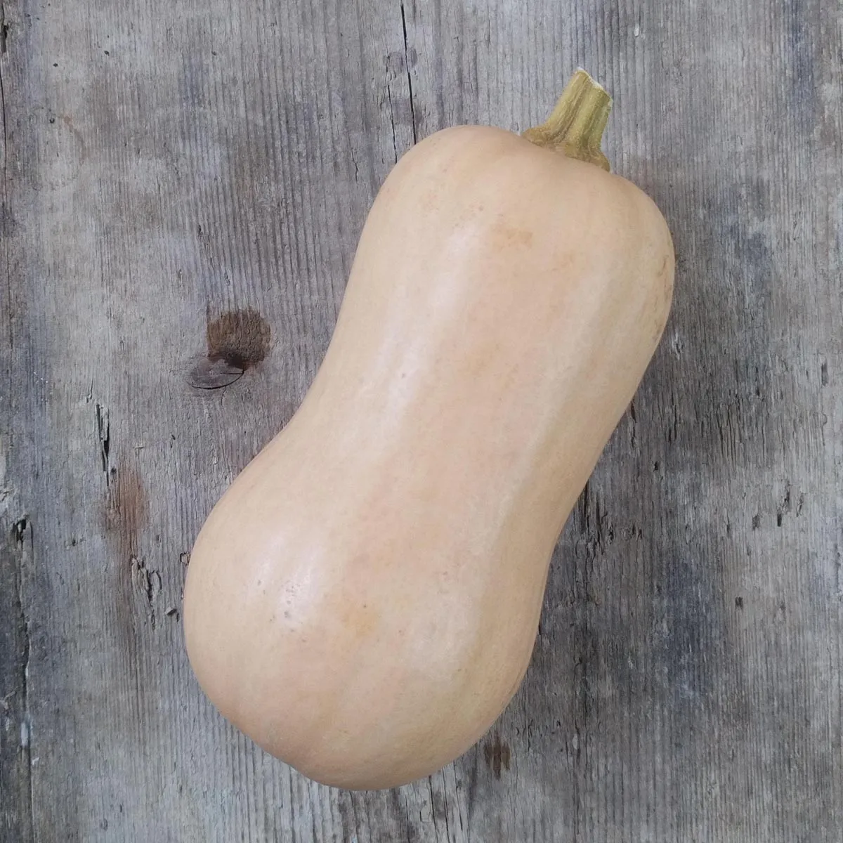 Butternut-Kürbis 'Waltham Butternut' (Cucurbita moschata) Samen