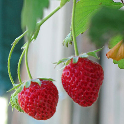 Fragola rifiorente con due frutti rossi maturi