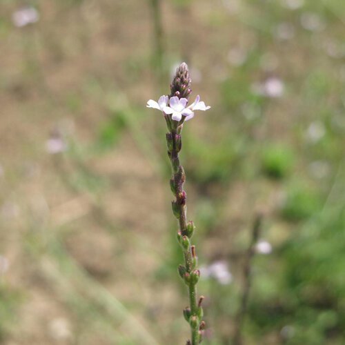 Verbena (Verbena officinalis) con delicati fiori lilla chiaro su una spiga sottile
