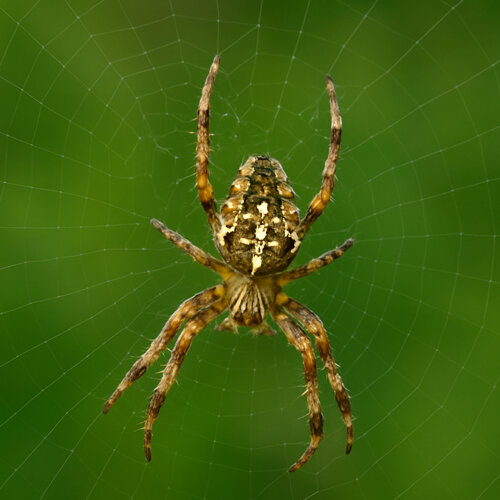 Ragno crociato (Araneus diadematus) con il segno a croce nella sua tela circolare