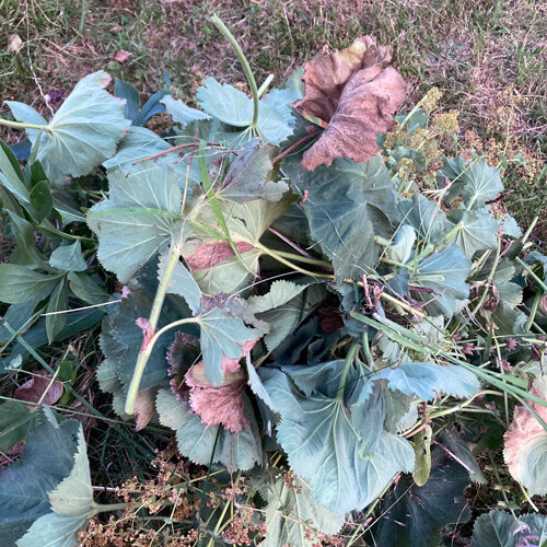 Foglie e steli di alchemilla tagliati lasciati sul prato