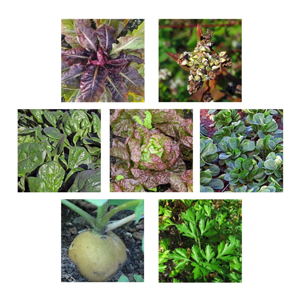 Aussaat im August (Bio) - Samenset