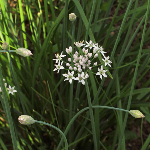 Fiori bianchi a stella dell'erba cipollina cinese tra foglie sottili