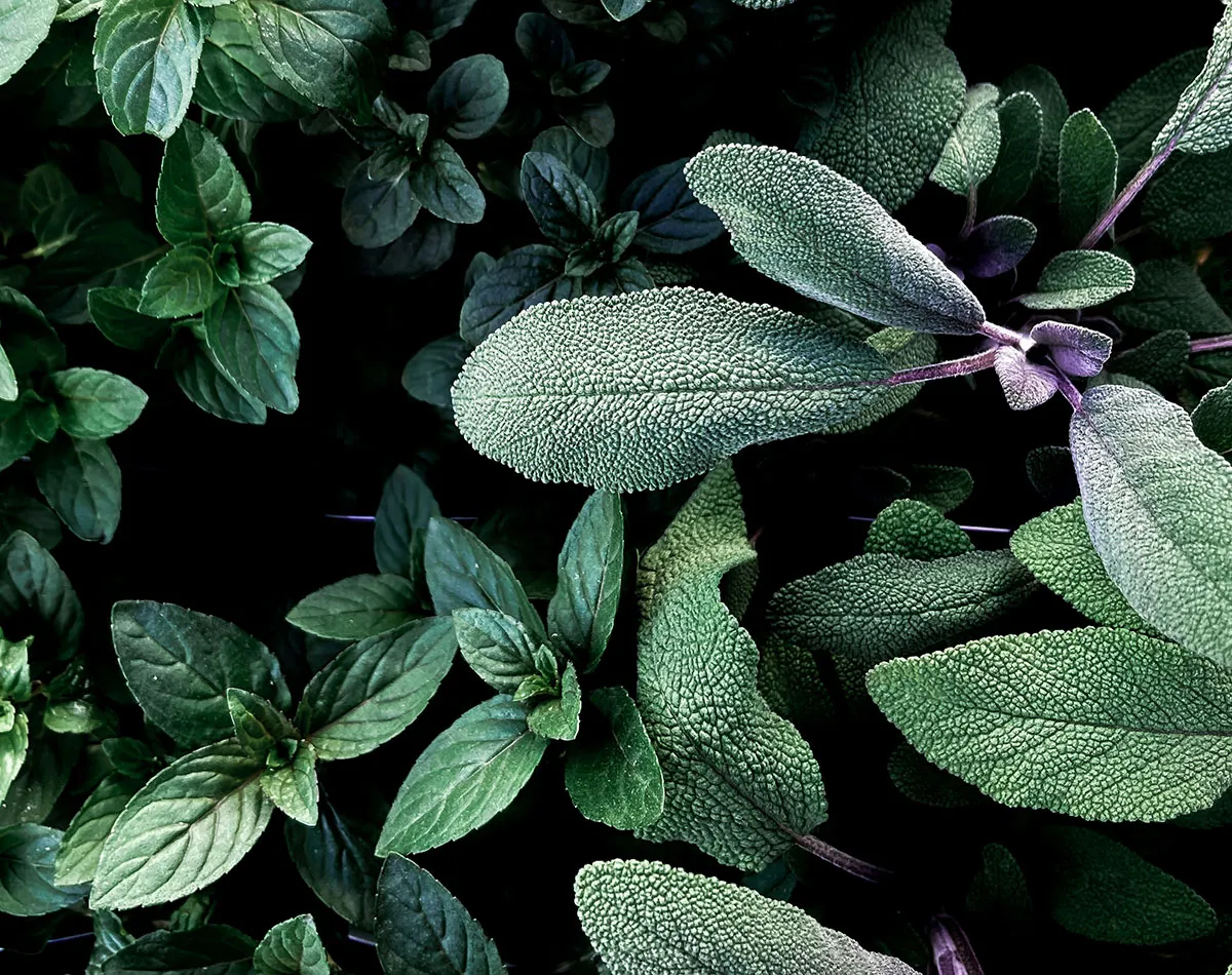 Piante medicinali tradizionali