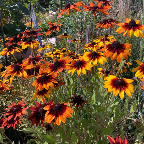 Rudbeckia 'Chocolate Orange' (Rudbeckia hirta) con fiori gialli e bruno rossastri