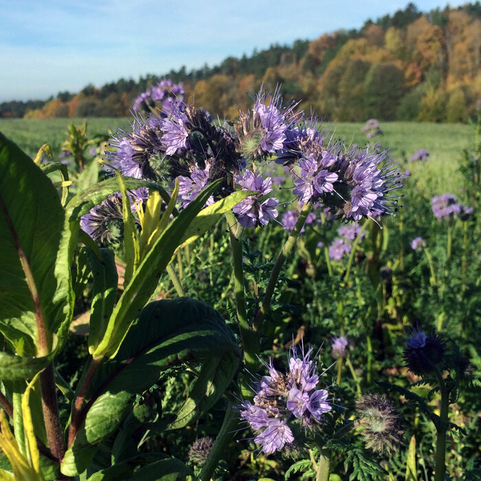 Facelia (Phacelia tanacetifolia) in fiore come sovescio in un campo in autunno