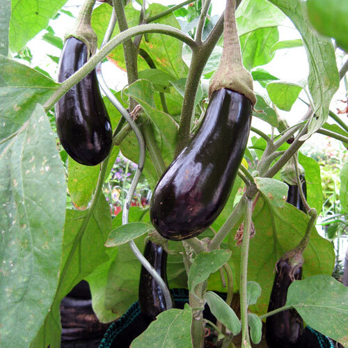 Melanzane viola scuro che maturano sulla pianta
