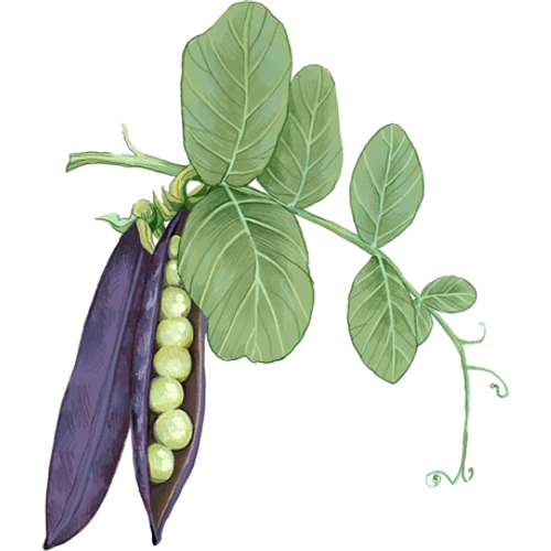 Piselli