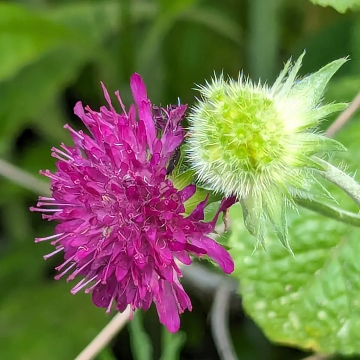 Purpurrote Samt-Skabiose (Scabiosa atropurpurea) Samen