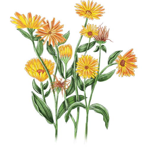 Calendula