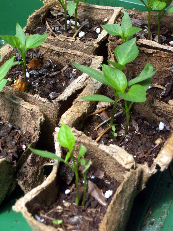 Piantine di peperoncino in vasetti per semina in fibra vegetale