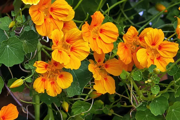 Nasturzio in fiore
