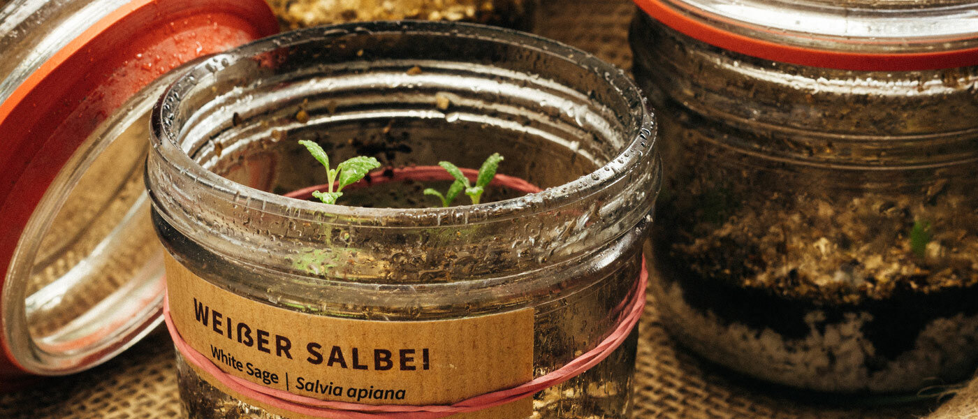Plantule di salvia bianca (Salvia apiana) in barattoli di vetro etichettati con terriccio