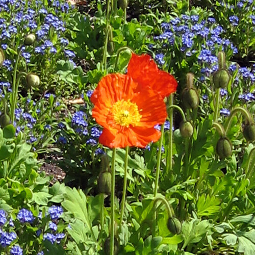 Papavero d'Islanda (Papaver nudicaule) con fiore arancione davanti a fiori primaverili blu