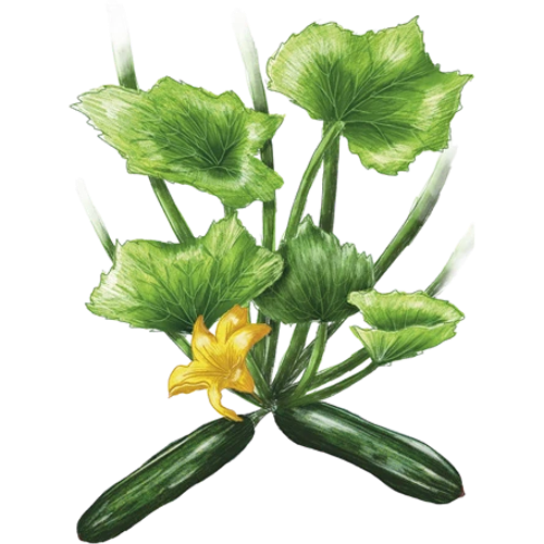 Zucchine