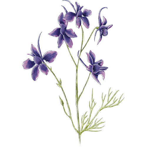 Speronella annuale