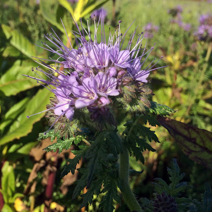 Fiore lilla chiaro di facelia (Phacelia tanacetifolia), una pianta da sovescio