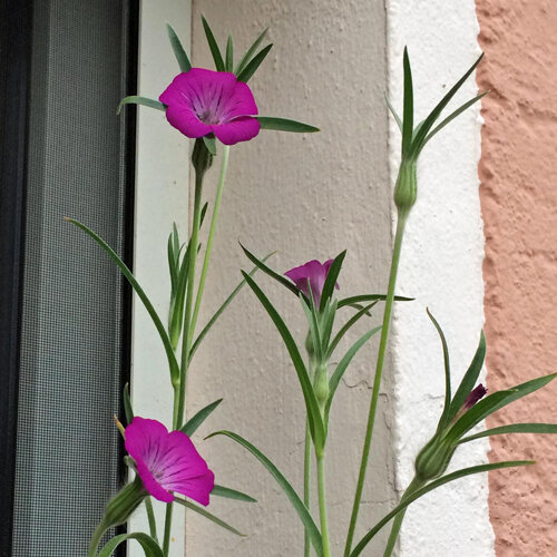 Gittaione con fiori fucsia e foglie strette davanti a un muro