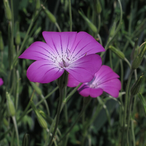 Gittaione (Agrostemma githago) con fiori rosa porpora dalle venature scure