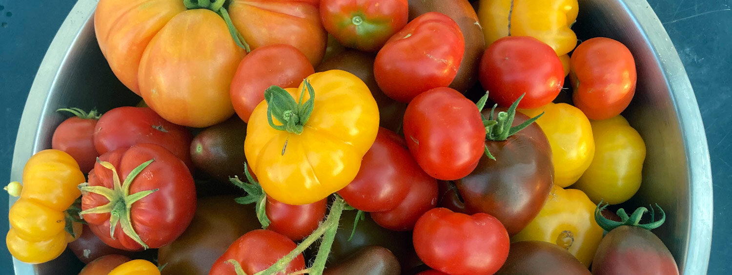Pomodori colorati appena raccolti