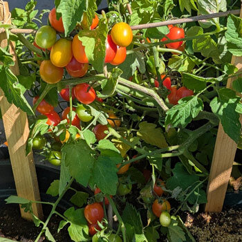 Pomodoro ciliegino 'Principe Borghese' (Solanum lycopersicum) con frutti rossi e arancioni in maturazione