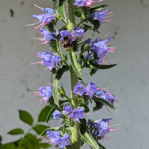 Fiori blu-viola della viperina azzurra (Echium vulgare) con un bombo