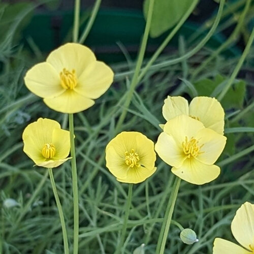 Papavero della California con fiori giallo chiaro e fogliame sottile verdazzurro