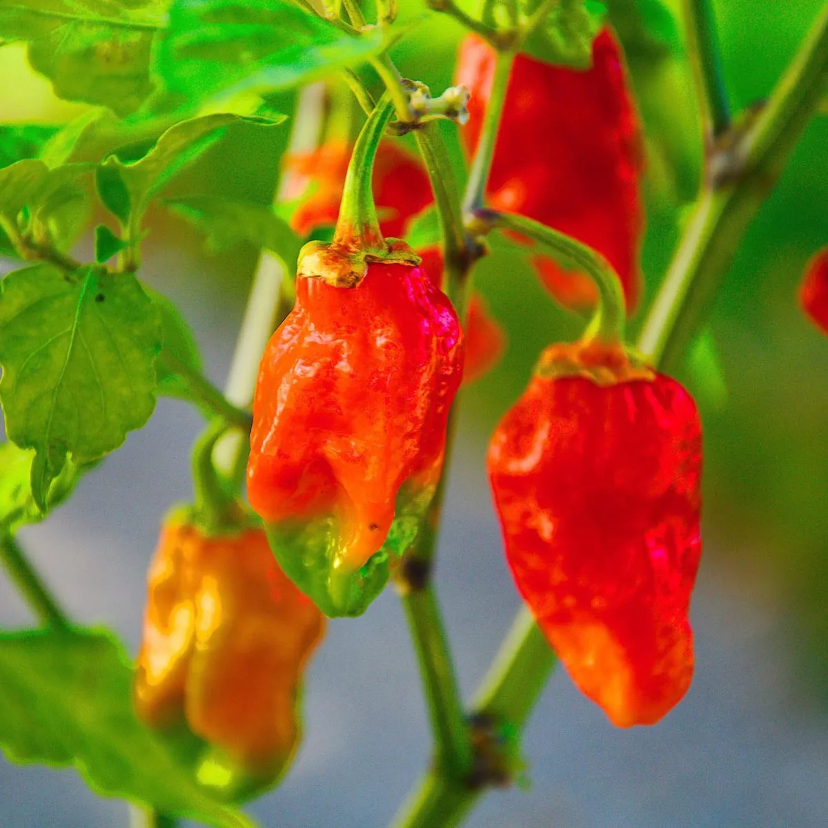 Extrem scharfe Chili 'Naga Morich' (Capsicum chinense) Samen