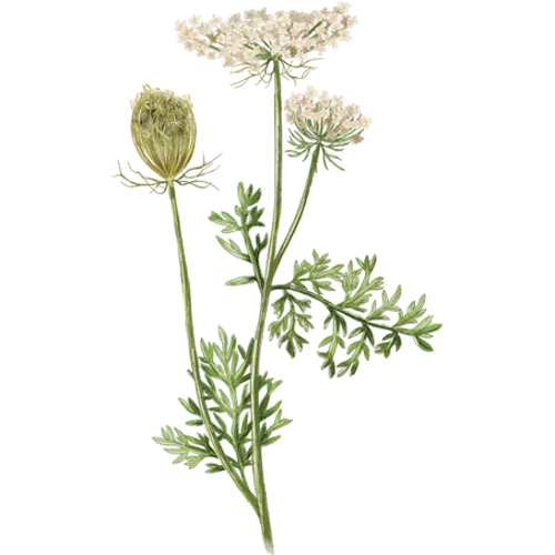 Carota selvatica