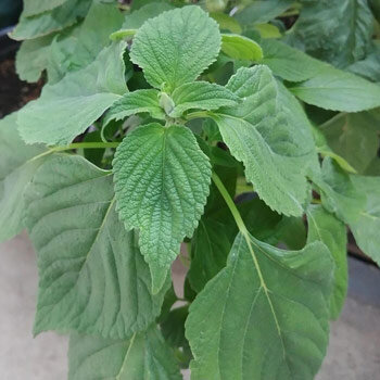 Giovane pianta di chia messicana (Salvia hispanica) con foglie dentate