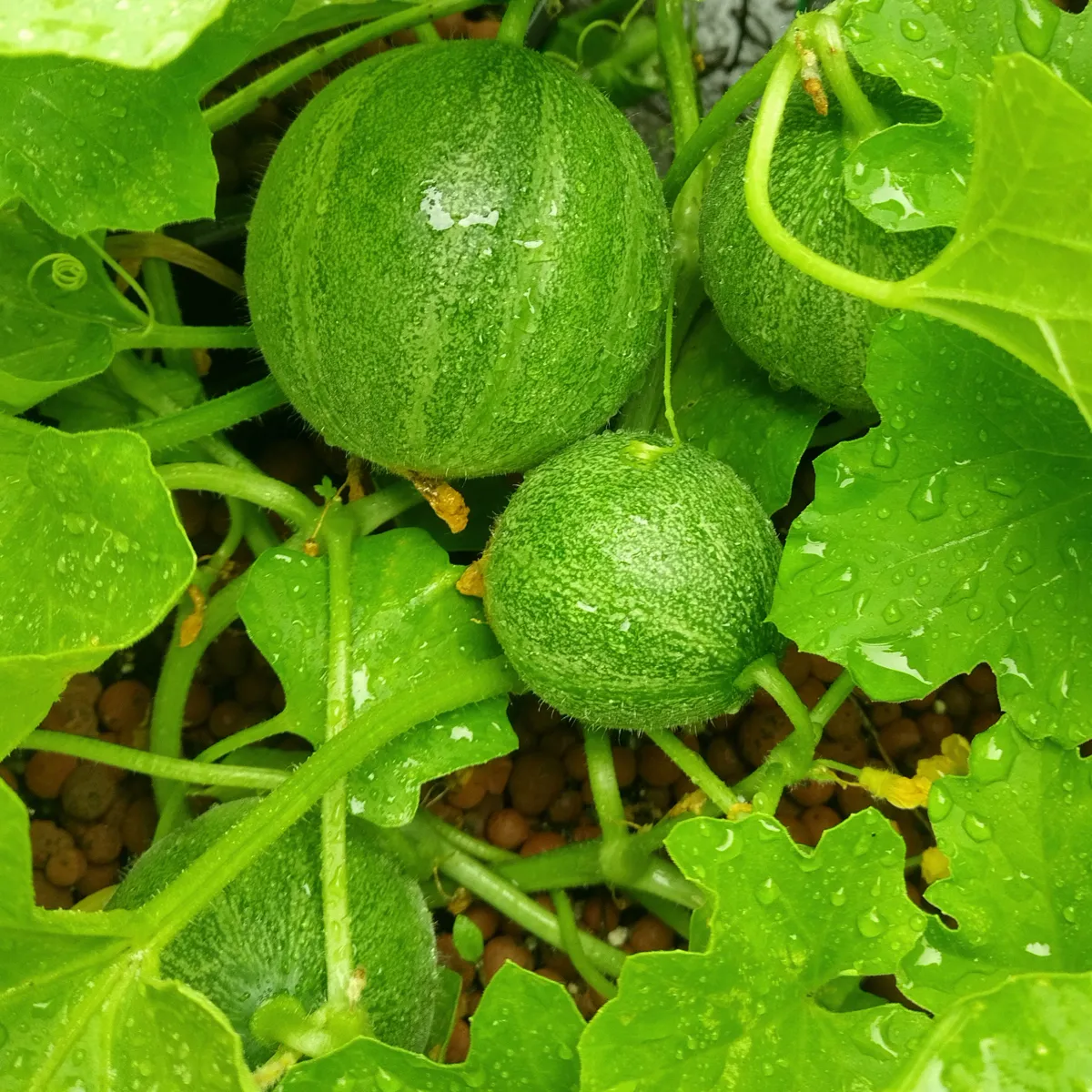 Honigmelone 'Minnesota Midget' (Cucumis melo) Samen