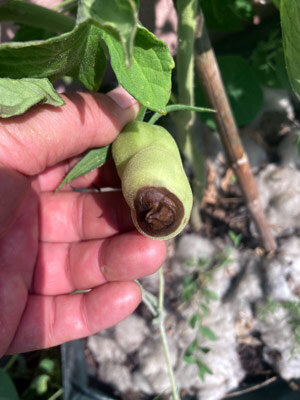 Marciume apicale sui pomodori