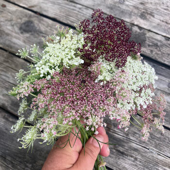 Mazzo di carota selvatica viola 'Dara' (Daucus carota) con ombrelle bianche, rosa e rosso scuro