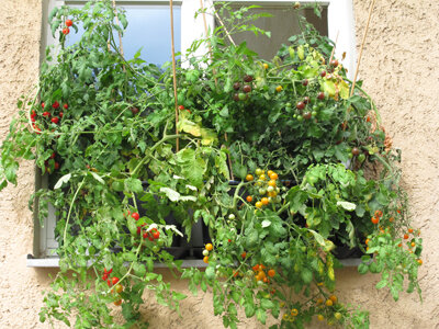 Pomodori da balcone